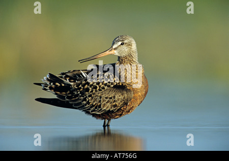 Hudsonian Uferschnepfe Limosa Haemastica Erwachsenen Schweißer Wildlife Refuge Sinton Texas USA Mai 2005 Stockfoto