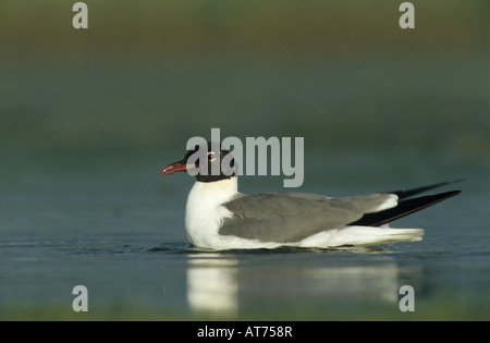 Lachend Gull Larus Atricilla Erwachsenen Baden Schweißer Wildlife Refuge Sinton Texas USA Juni 2005 Stockfoto