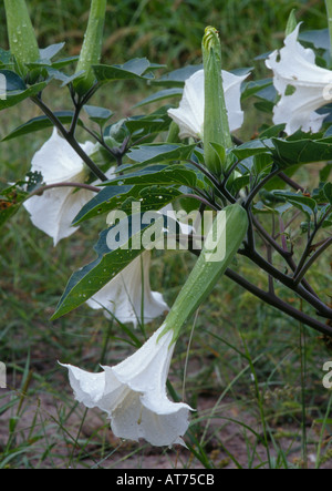 Jimsonweed Datura Stramonium vergiften Wildblumen in Süd Texas schöne Anlage aber Wildtiere wird diese Pflanze nicht essen Stockfoto