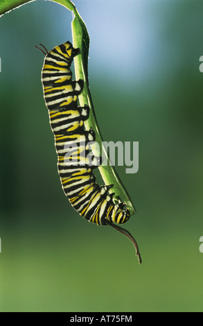 Monarch Danaus Plexippus Raupe Essen Wolfsmilch beurlaubt Willacy County Rio Grande Valley, Texas USA April 2004 Stockfoto