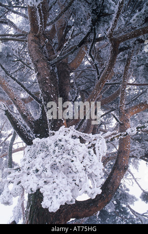 Mugo Pine Pinus Mugo Baum mit Frost im Nebel Oberaegeri Schweiz Dezember 1995 Stockfoto