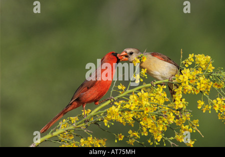 Nördlichen Kardinal Cardinalis Cardinalis männlich weiblich auf blühenden Paloverde Rio Grande Valley, Texas USA Fütterung Stockfoto