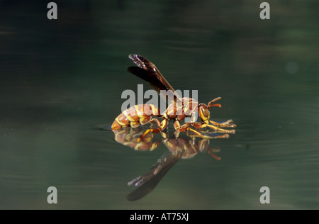 Papier-Wespe Polistes sp Wespe trinken von der Wasseroberfläche Schweißer Wildlife Refuge Sinton Texas USA Mai 2005 Stockfoto