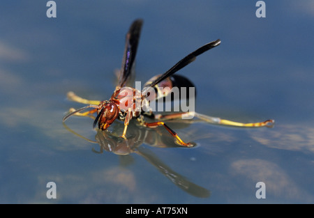 Papier-Wespe Polistes sp Wespe trinken von der Wasseroberfläche Schweißer Wildlife Refuge Sinton Texas USA Mai 2005 Stockfoto