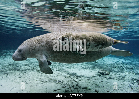 nz0645-D. Florida-Seekühe, Trichechus Manatus Latirostris, Kalb zusammen mit Mutter. Florida, USA. Foto Copyright Brandon Cole Stockfoto