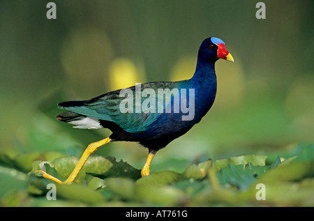 Lila Gallinule Porphyrula Martinica Erwachsenen auf gelbe Seerose pads Schweißer Wildlife Refuge Sinton Texas USA Juni 2005 Stockfoto