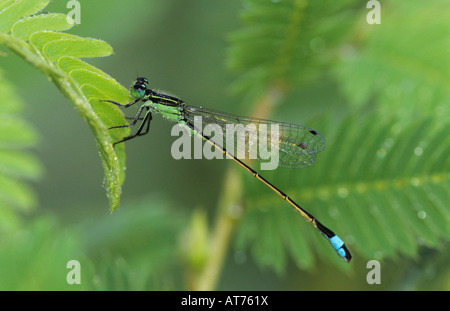 Die Rambur Forktail Ischnura Ramburii männlichen Willacy County Rio Grande Valley Texas USA Mai 2004 Stockfoto