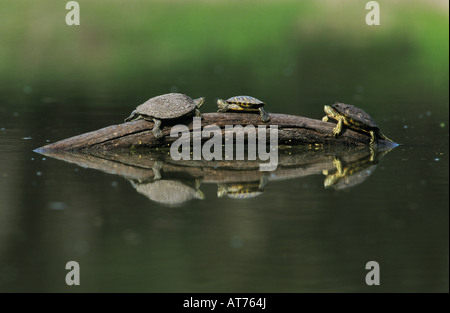 Rot-eared Slider ist Scripta Elegans Erwachsene auf Log Sonnenbaden Willacy County Rio Grande Valley Texas USA April 2004 Stockfoto