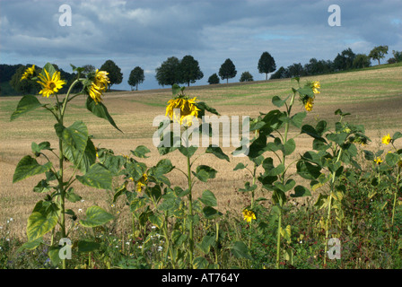 Die letzten Sonnenblumen für das Jahr, einem Nachmittag im September, in der Nähe von Göttingen, Deutschland Stockfoto