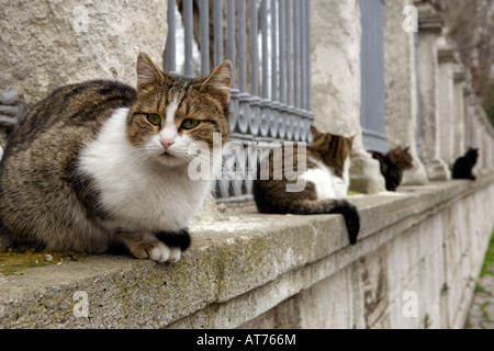 Streunende Katzen auf einer Wand in Istanbul, Türkei. Stockfoto