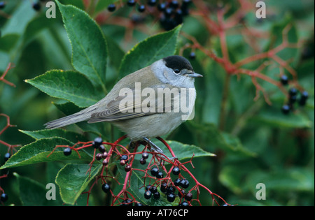 Mönchsgrasmücke Sylvia Atricapilla männlich auf gemeinsame Holunder Sambucus Nigra Oberaegeri Schweiz September 1998 Stockfoto