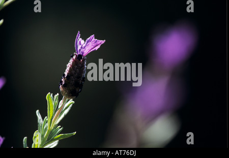 Spanische Lavendel Lavandula Stoechas blühenden griechischen Insel Samos Griechenland April 1994 Stockfoto