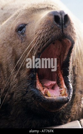 Steller's Sea Lion Eumetopias Jubatus männlich Gähnen Homer Alaska USA März 2000 Stockfoto