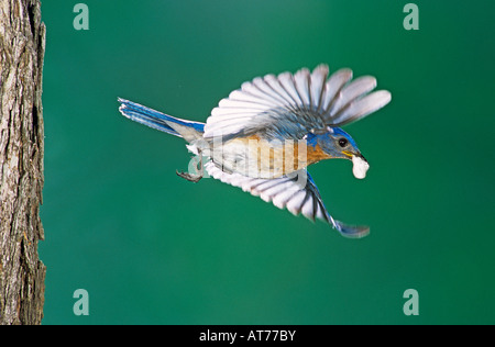 Östlichen Bluebird Sialia Sialis Männchen im Flug mit fäkalen Sac Willacy County Rio Grande Valley Texas USA April 2004 Stockfoto