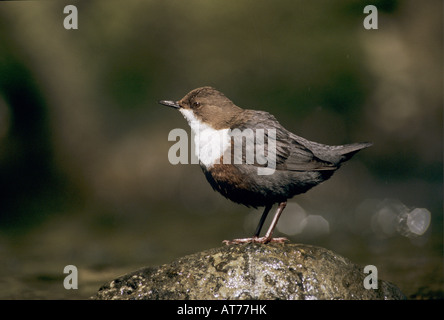 Weißer-throated Schöpflöffel Cinclus Cinclus Erwachsenen Oberaegeri Schweiz April 1995 Stockfoto