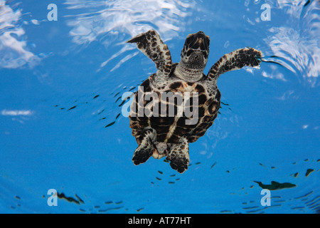 pk70645-D. Echte Karettschildkröte, Eretmochelys Imbricata, Jungtier. Foto Copyright Brandon Cole Stockfoto