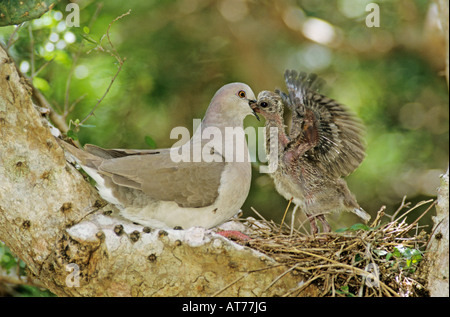 White-bestückte Dove Leptotila Verreauxi Erwachsenen jungen im Nest auf Kaktus Rio Grande Valley, Texas USA füttert Stockfoto