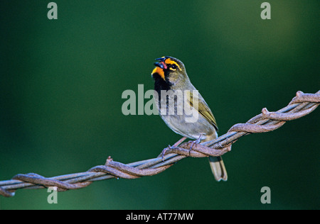 Gelb-gegenübergestellten Grassquit Tiaris Olivacea männlichen Gesang Rocklands Montego Bay Jamaika Januar 2005 Stockfoto