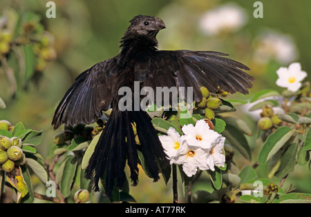 Nut-billed Ani Crotophaga Sulcirostris Erwachsenen Sonnenbaden am mexikanischen Olive Tree Rio Grande Valley, Texas USA Stockfoto