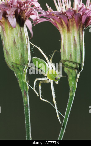 Grün Lynx Spider Peucetia Viridans Erwachsene auf Rose Palafoxia Palafoxia Rosea Lake Corpus Christi Texas USA Juni 2003 Stockfoto