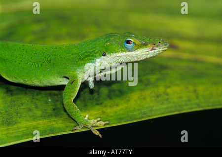 Grüne Anole Anolis Carolinensis Erwachsenen auf Palm Leaf Sabal Palm Heiligtum Rio Grande Valley Texas USA Mai 2002 Stockfoto