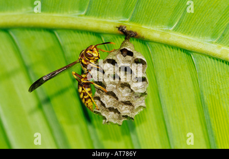 Papier-Wespe Polistes sp Erwachsene auf Nest unter Palm Frond Rio Grande Valley, Texas USA Stockfoto