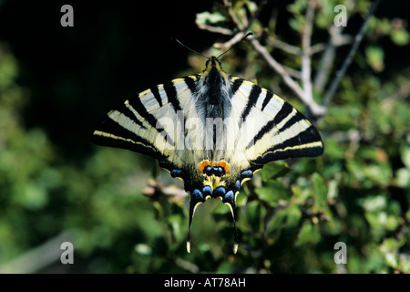 Knappen Schwalbenschwanz Iphiclides Podalirius Erwachsene griechische Insel Samos Griechenland Mai 2000 Stockfoto