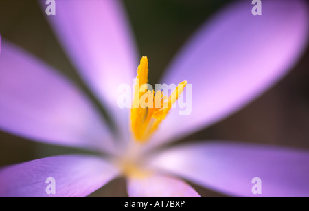 Crocus Frühling Blumen Krokusse C Tommasinianus Whitewell Purple Frühling früh blühenden Zwerg Zwiebelpflanzen UK Stockfoto