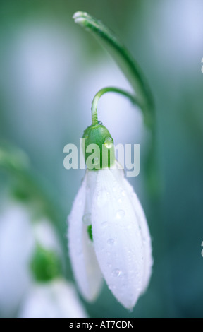 Frühlingsblumen blühen Schneeglöckchen Galanthus Atkinsii Amaryllisgewächse Dumfries und Galloway Scotland UK Stockfoto