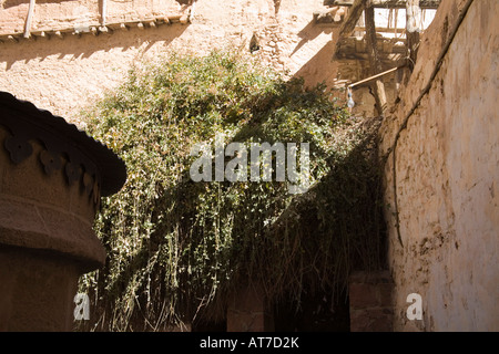 St. Catherine s Kloster Sinai Wüste Ägypten Nordafrika Februar das ursprüngliche brennen bush gesehen von Moses, als er mit Gott sprach Stockfoto