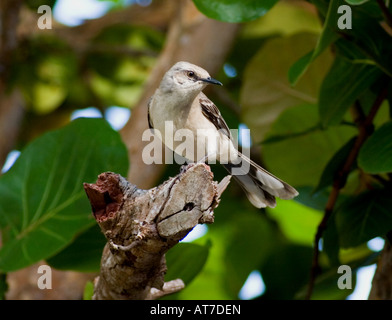 Tropischen Mockingbird Blue Waters Inn - Tobago Stockfoto