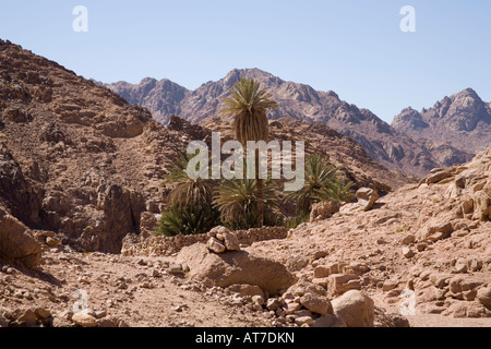 Sinai Wüste Ägypten Nordafrika Februar kleine Oase in der Wüste mit einem Brunnen und Palmen Stockfoto