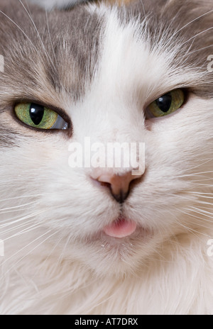 In der Nähe von süßen flauschigen graue und weiße Hauskatze Gesicht mit den kleinen rosa Zunge heraus Stockfoto