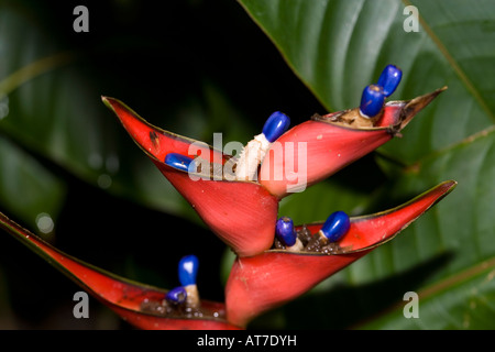 Hummer - Claw, wilde Wegerich (Heliconia Stricta) Stockfoto