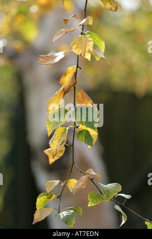 Silver Birch verlässt, Betula Pendel, stellte sich eine goldene Farbe im Herbst, der Herbst in Cheshire Garten Stockfoto