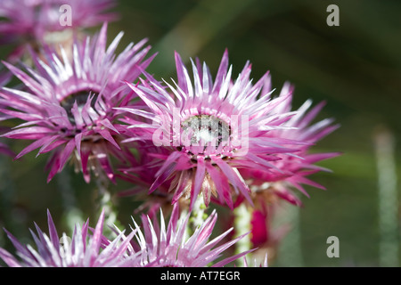 Kap Strohblumen, Kapeternell (Phaenocoma prolifera) Stockfoto