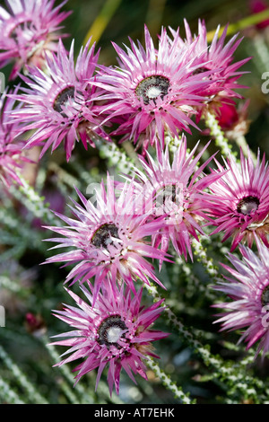 Kap Strohblumen, Kapeternell (Phaenocoma prolifera) Stockfoto