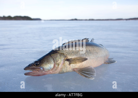 Nahaufnahme eines frisch gefangenen lebenden europäischen/finnischen Süßwasser-Hikeperchs ( Sander lucioperca lucioperca ) auf Eis, Finnland Stockfoto