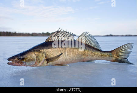 Nahaufnahme einer frisch gefangenen europäischen Süßwasserpike ( Sander lucioperca lucioperca ) auf Eis, Finnland Stockfoto