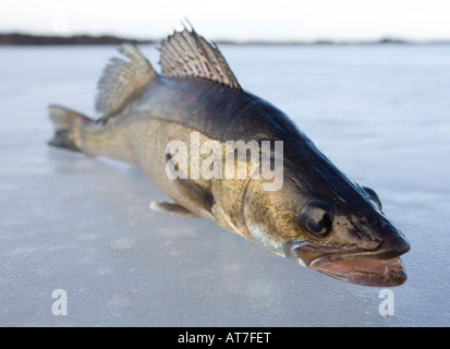 Nahaufnahme eines frisch gefangenen europäischen Süßwasser-Hikeperchs ( Sander lucioperca ) auf Eis, Finnland Stockfoto