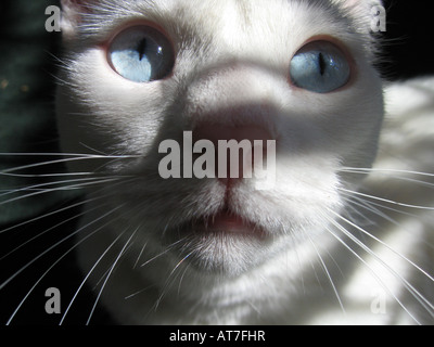 Eine blauäugige Katze starrt in die Ferne Stockfoto