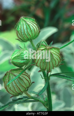 Malve Malva Moschata Alba Seed Kopf Stockfoto