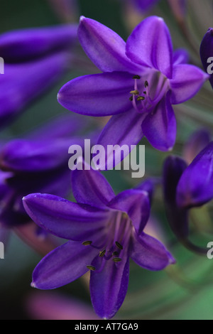 African Blue Lilly Agapanthus Headbourne Hybriden Nahaufnahme von zwei Blumen Stockfoto