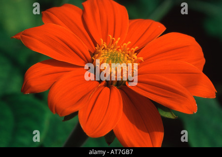 Mexikanische Sonnenblume Tithonia Rotundifolia Goldfinger Stockfoto