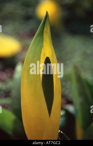 Skunk Cabbage Lysichiton Americanus AGM Nahaufnahme von einzelne Blume Stockfoto