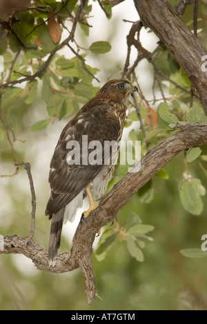 Cooper's Hawk juvenile Accipiter Cooperii thront in Baum Stockfoto