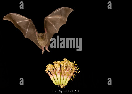 Nektar-Hieb weniger lange Nase Bat Leptonycteris Curasoae Fütterung bei Agave flowers Stockfoto