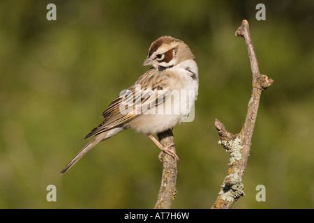 Lerche Spatz Chondestes Grammacus auf Flechten bedeckt branch Stockfoto