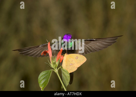 Herrliche Kolibri männlichen Eugenes Fulgens und wolkenlosen Schwefel Schmetterling Phoebis Sennae Fütterung an Justicia candicans Stockfoto