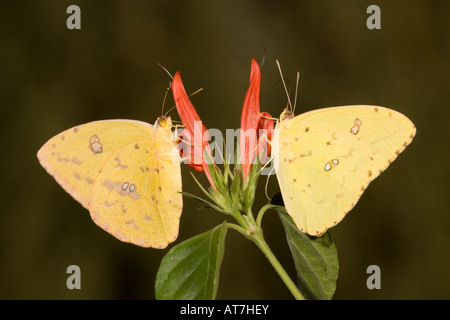 Wolkenlosen Schwefel Schmetterlinge Phoebis Sennae Fütterung an Justicia candicans Stockfoto